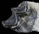 Fossil Brontotherium (Titanothere) Molar - South Dakota #50802-2